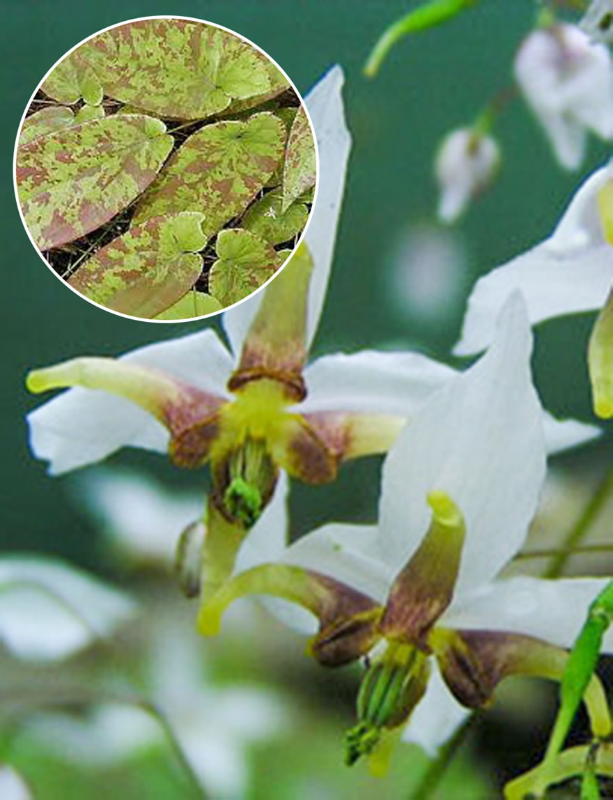 Fairy Wings Mottled Madness