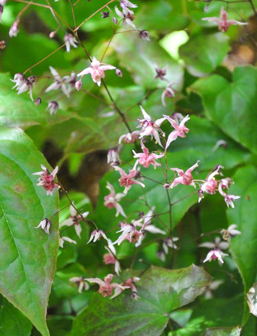 Epimedium Asiatic Hybrid