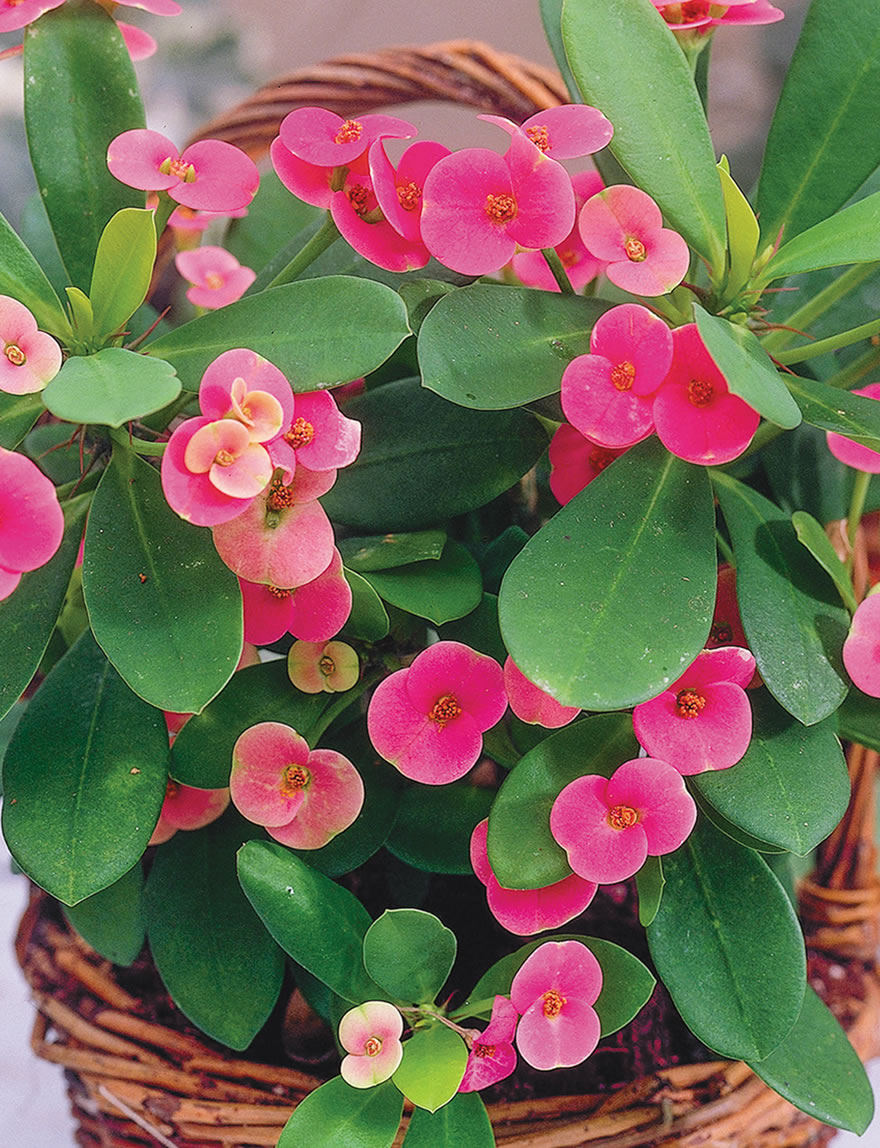 Euphorbia Pink Sensation