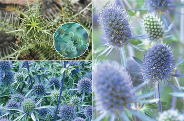 Seaholly Collection