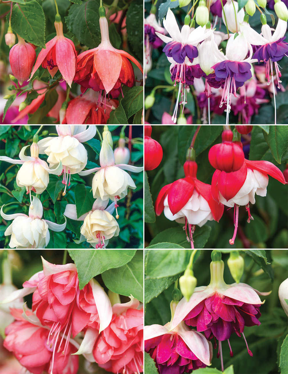 Trailing Fuschias (reduced) Collection