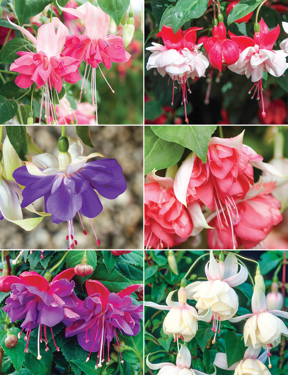 Trailing Fuschias (reduced) Collection