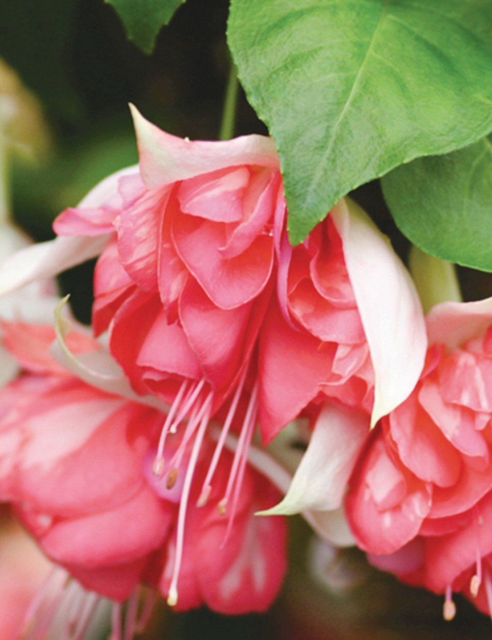 Fuchsia 'Peachy'