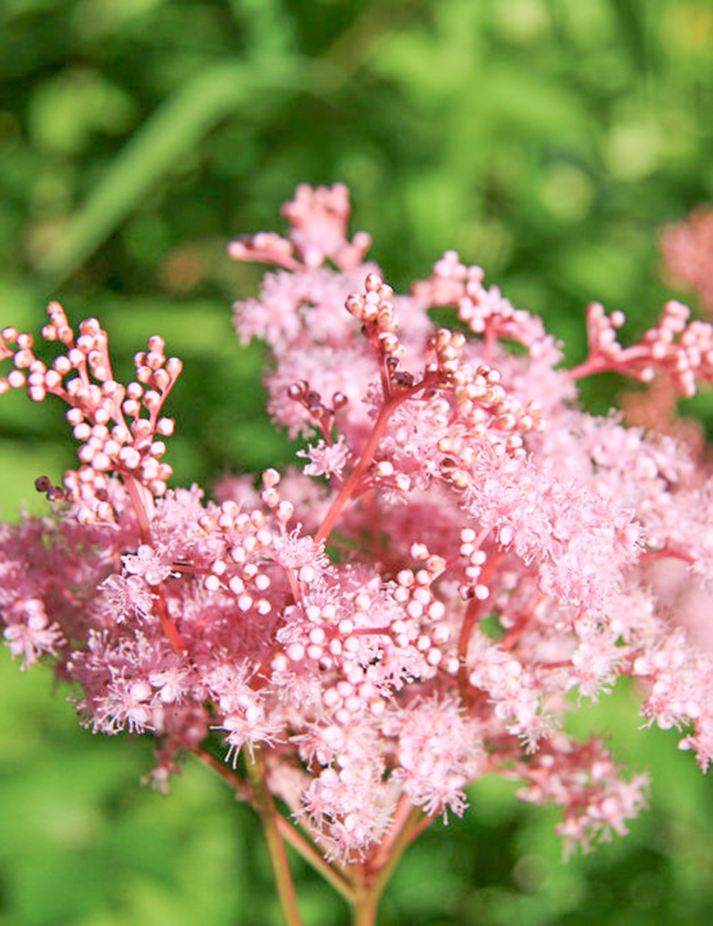 Filipendula Nana