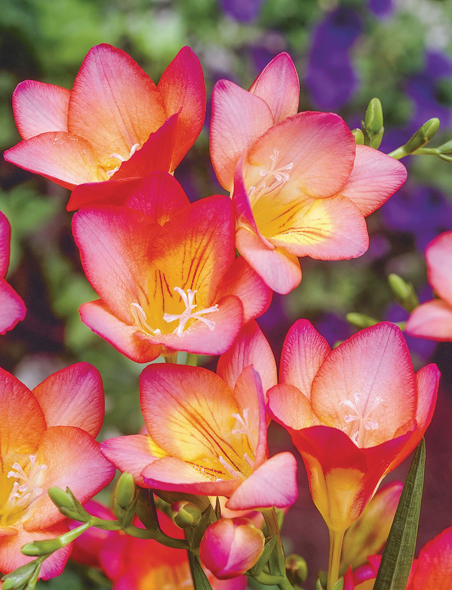 Bergunden Freesias Sandra