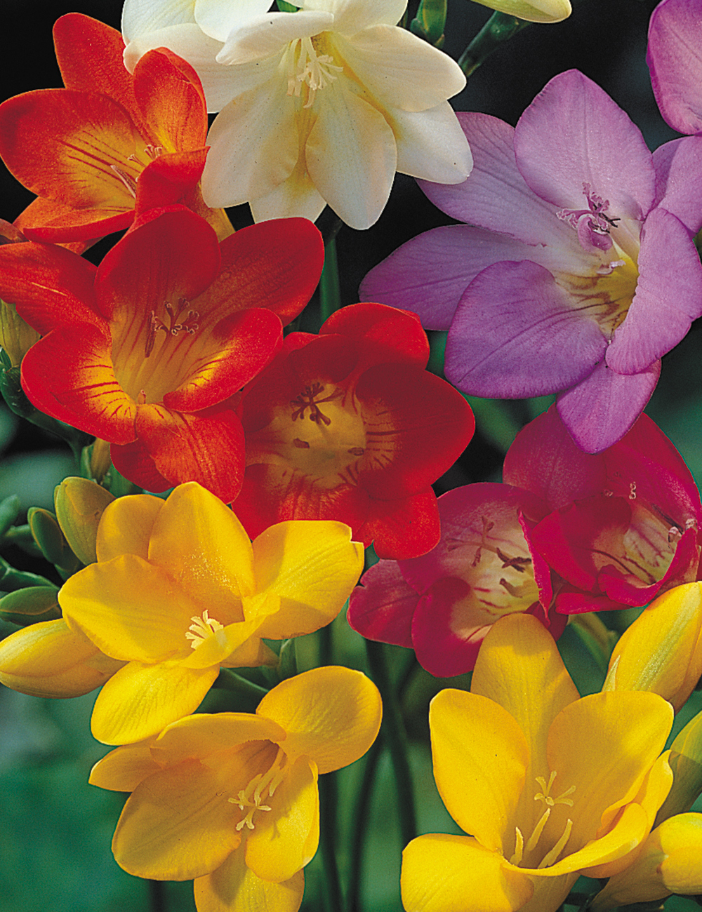 Bedding Freesias Mixed