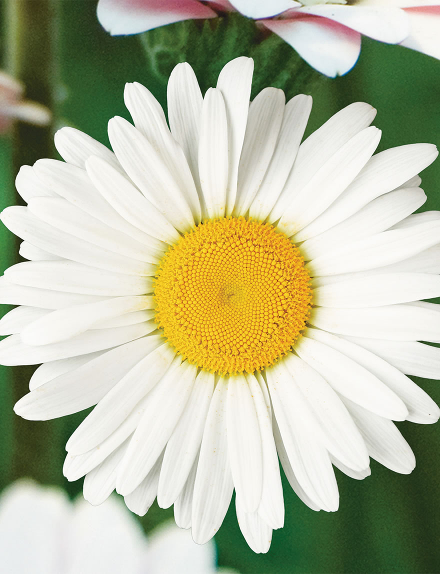 Garvinea Gerberas Tinkerbell