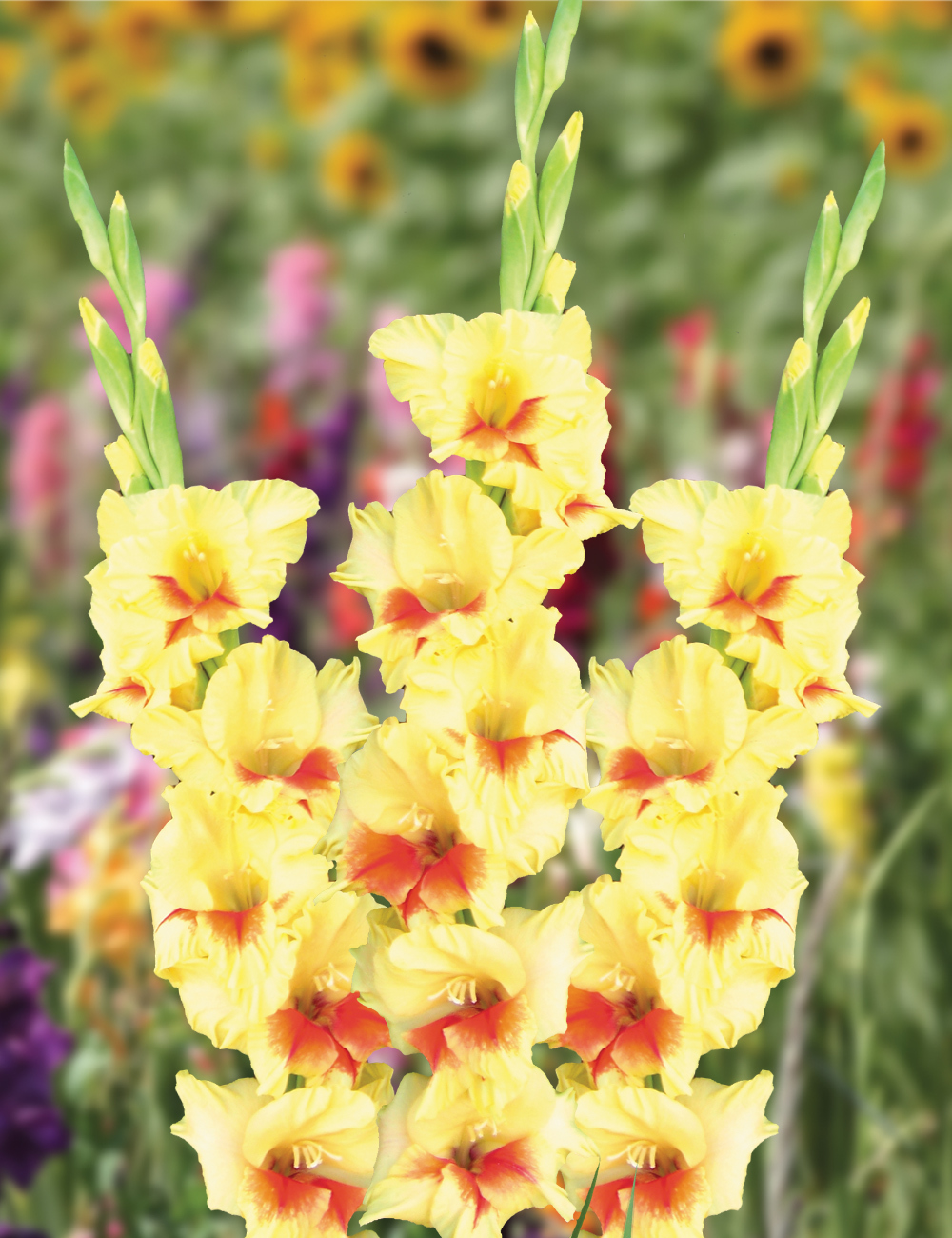 Gladioli Jester