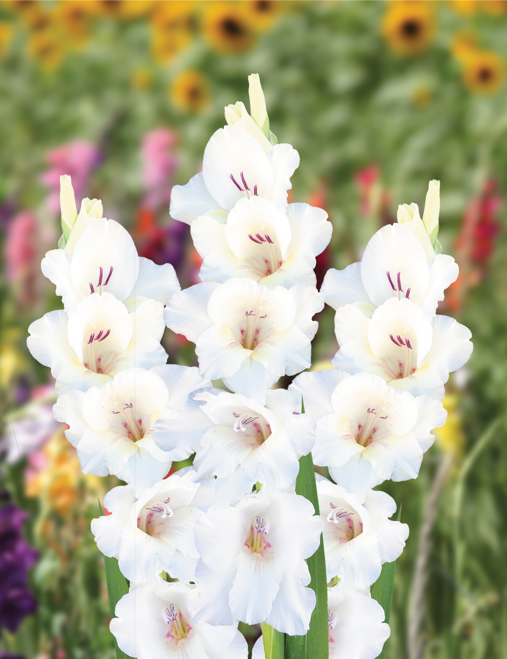 Gladioli Ocilla