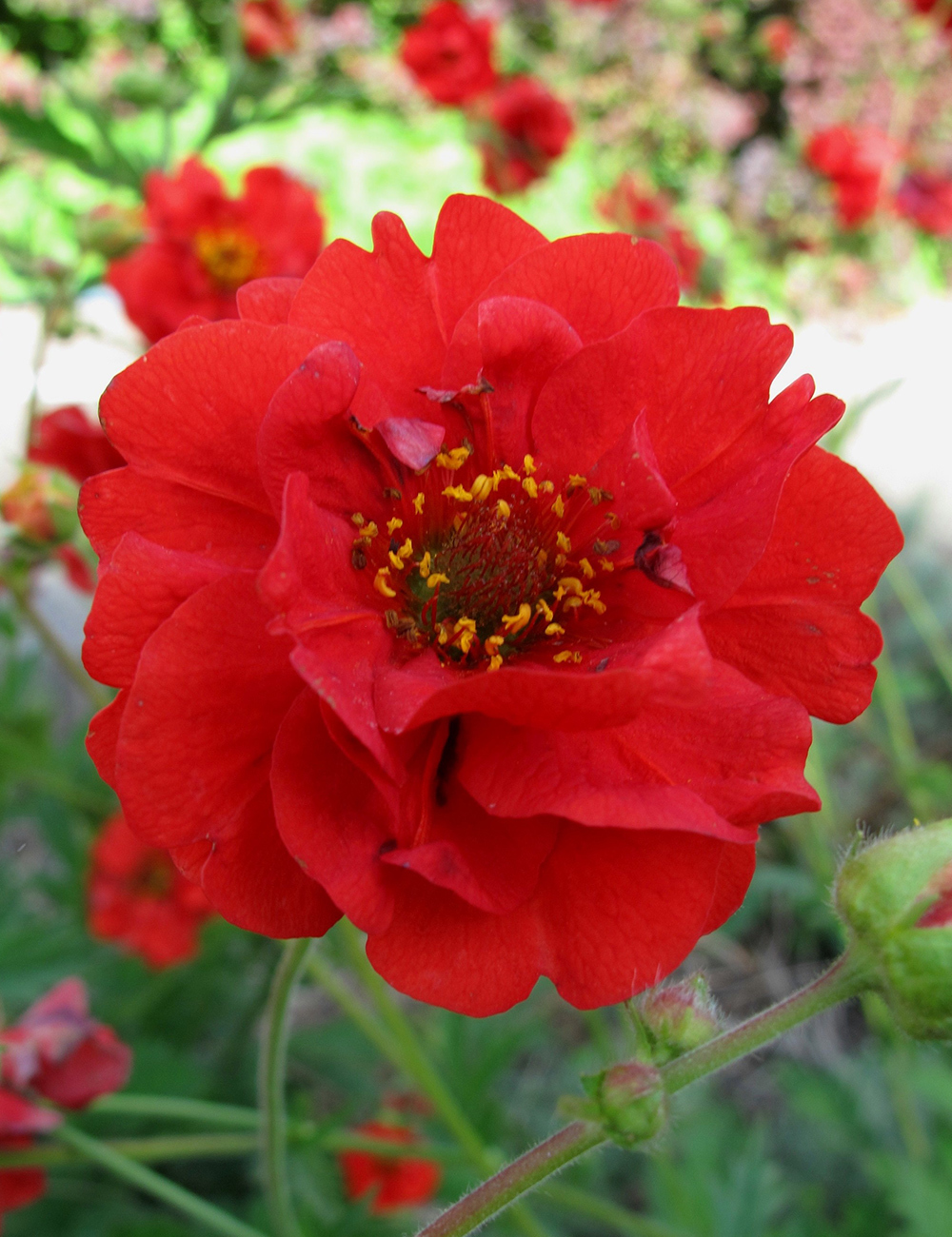 Geum Fireball