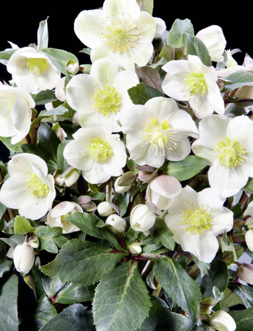 Hellebore Snow Dance