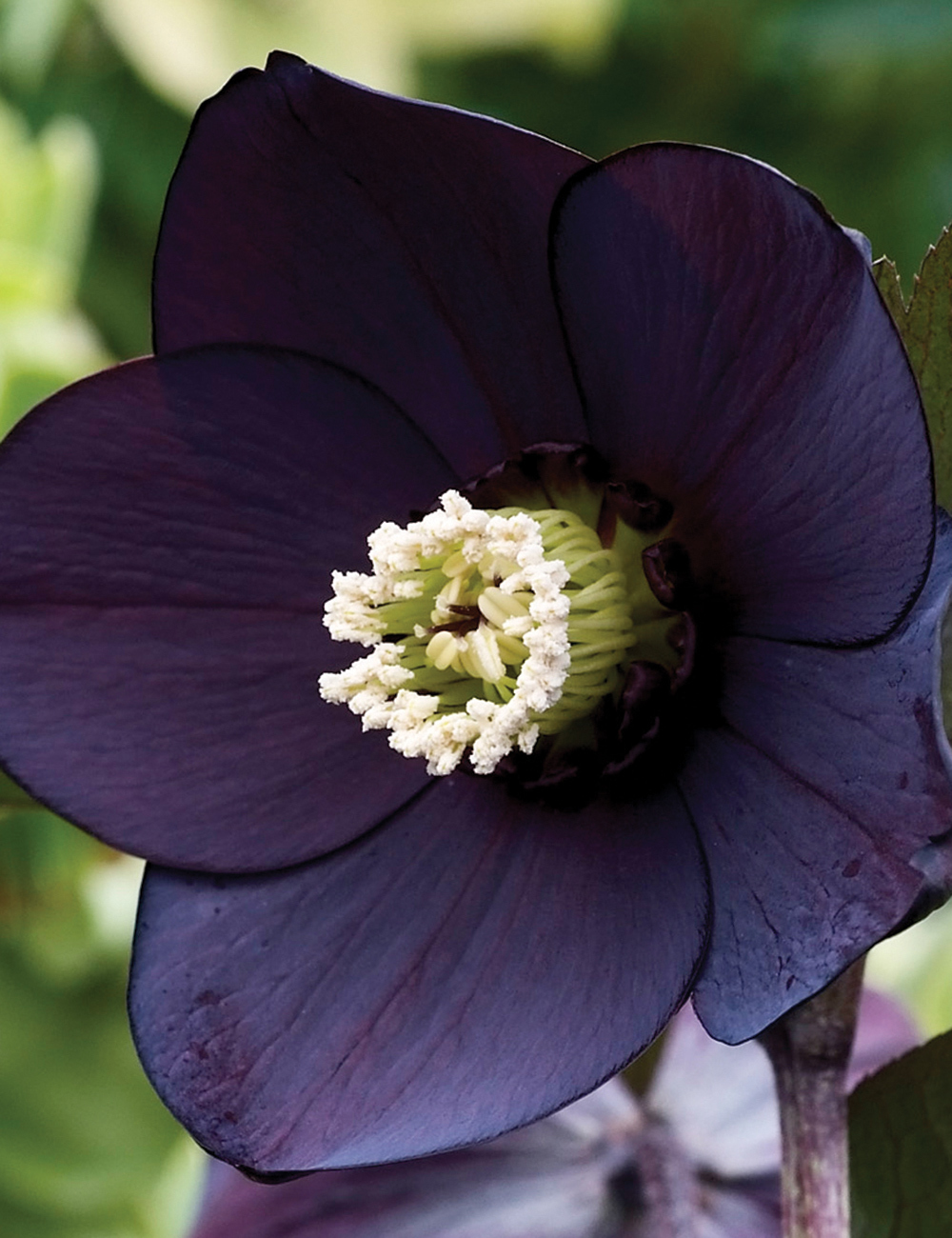 Winter Rose 'Black Betty'