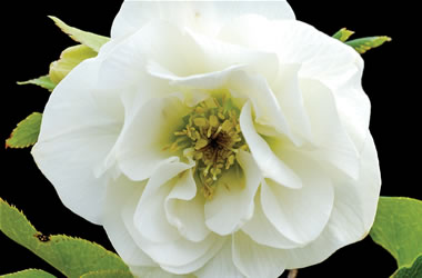 Winter Rose White Duchess