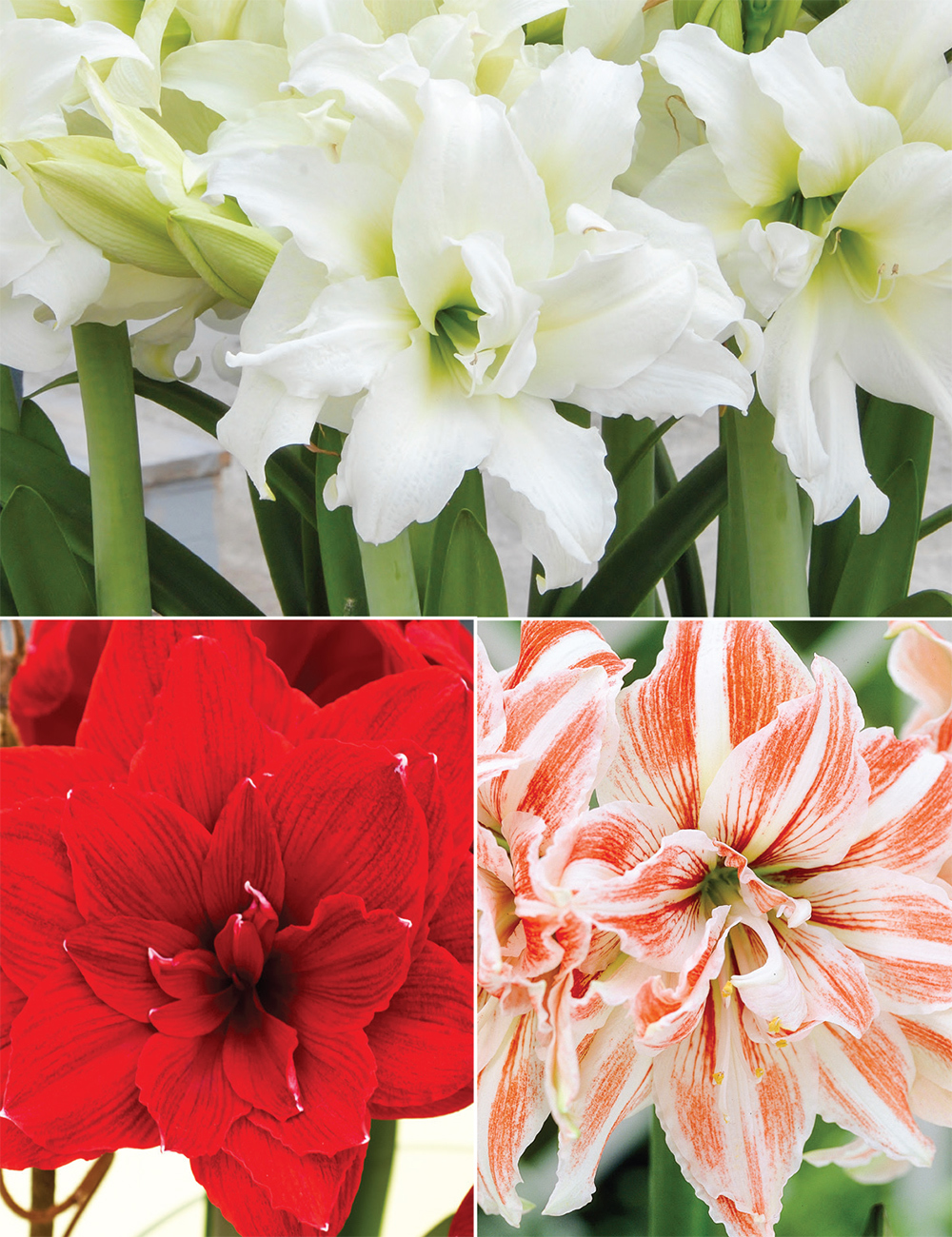 Double Hippeastrum (reduced) Collection