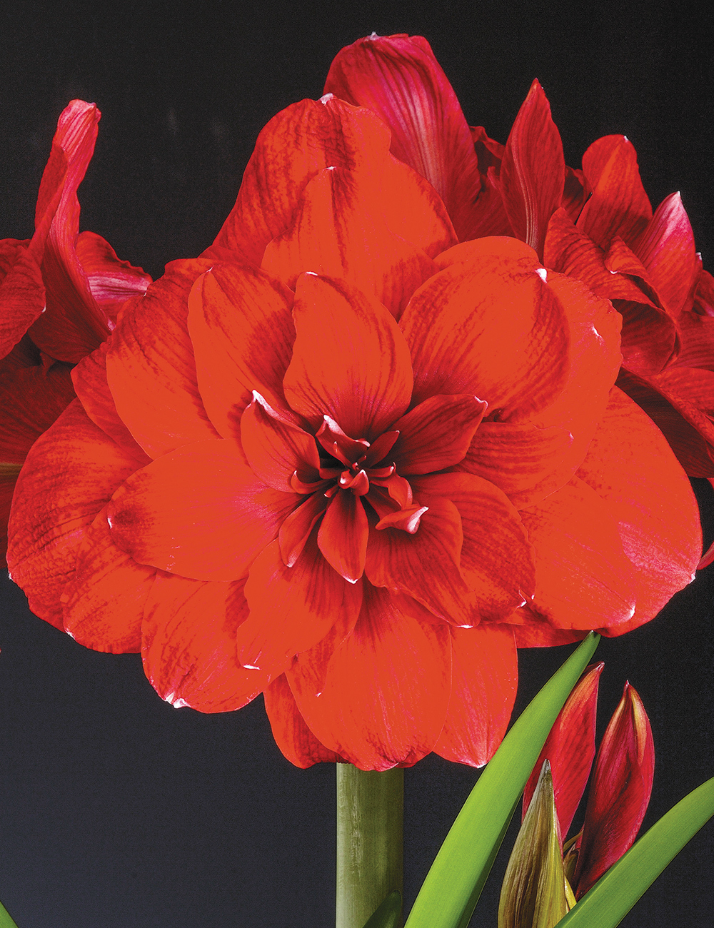 Double Hippeastrum Double Dragon