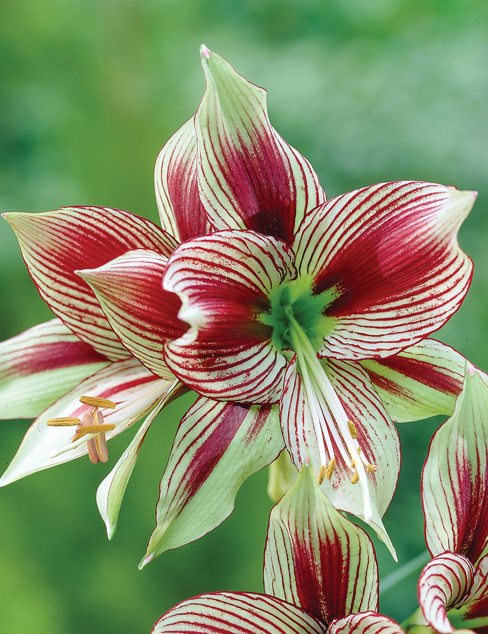 Butterfly Amaryllis