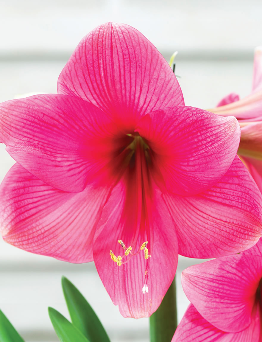 Hippeastrum Adele