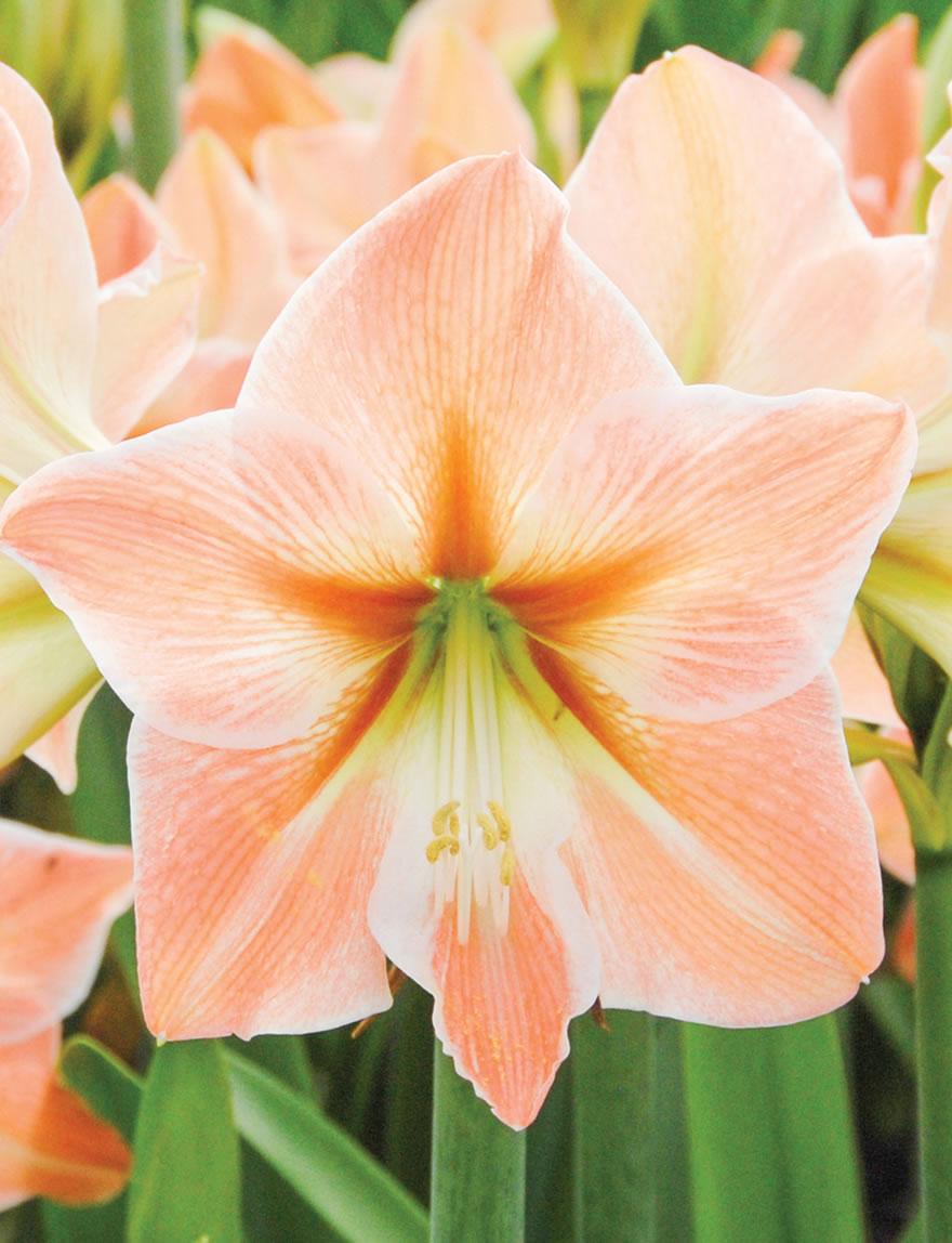 Hippeastrum Apricot Parfait