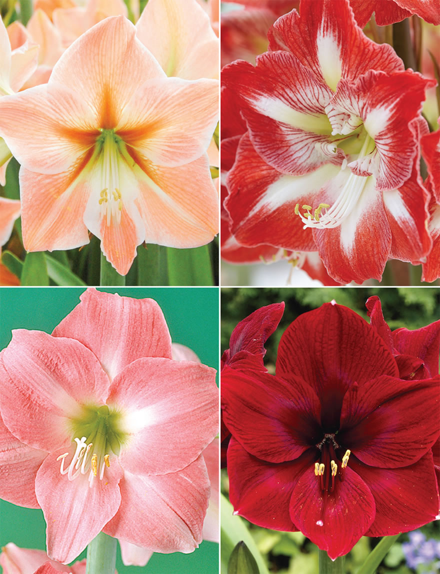 Hippeastrum Collection No2