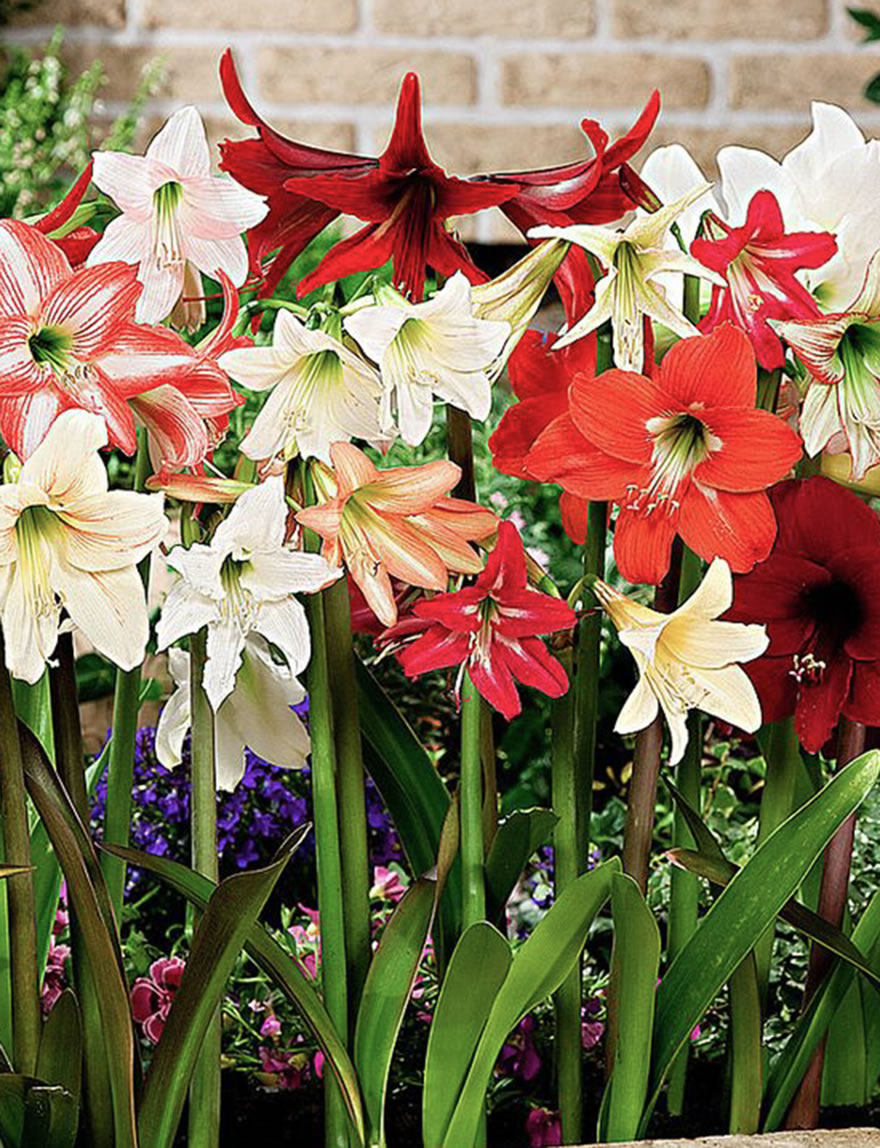 Hippeastrum Special Offer Mixed