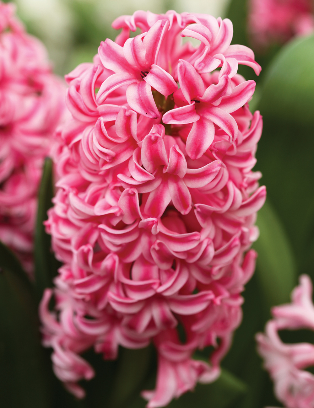 Hyacinth 'Pink Surprise'