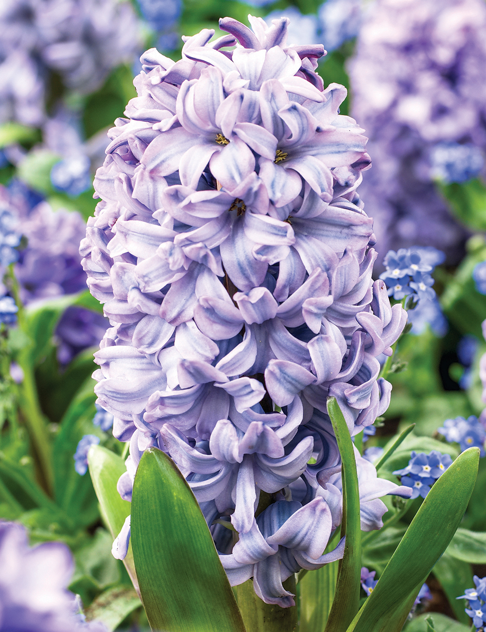 BULK BUY Hyacinth 'Purple Star'