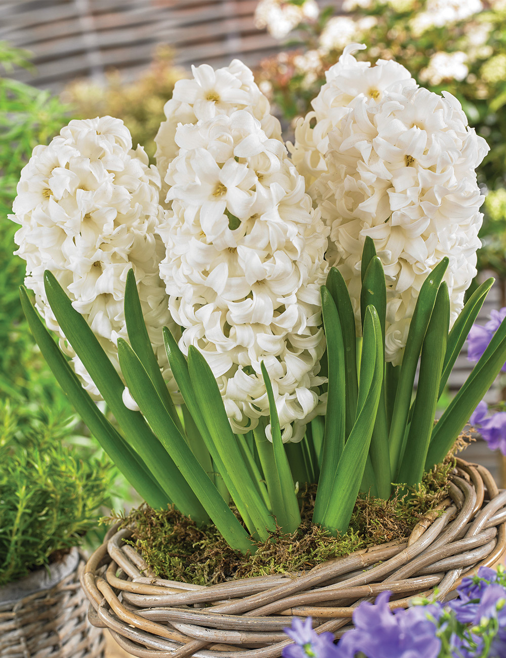 Hyacinth 'Top White'
