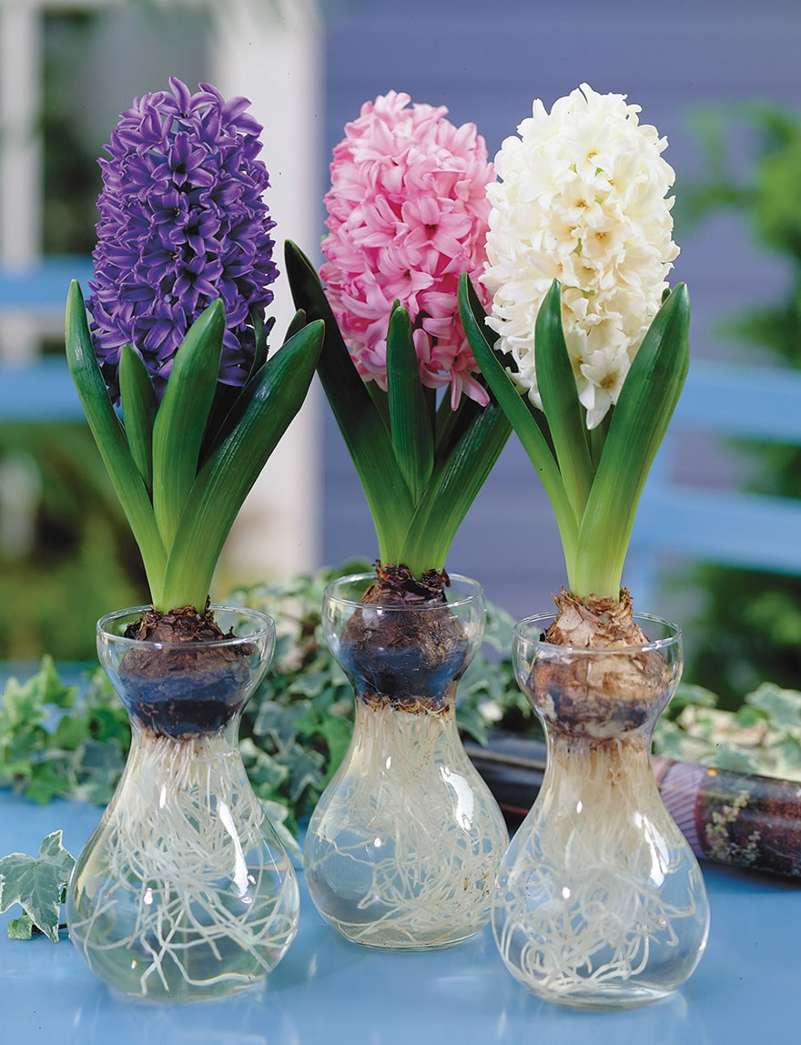 Hyacinth Vases Replacement Bulbs