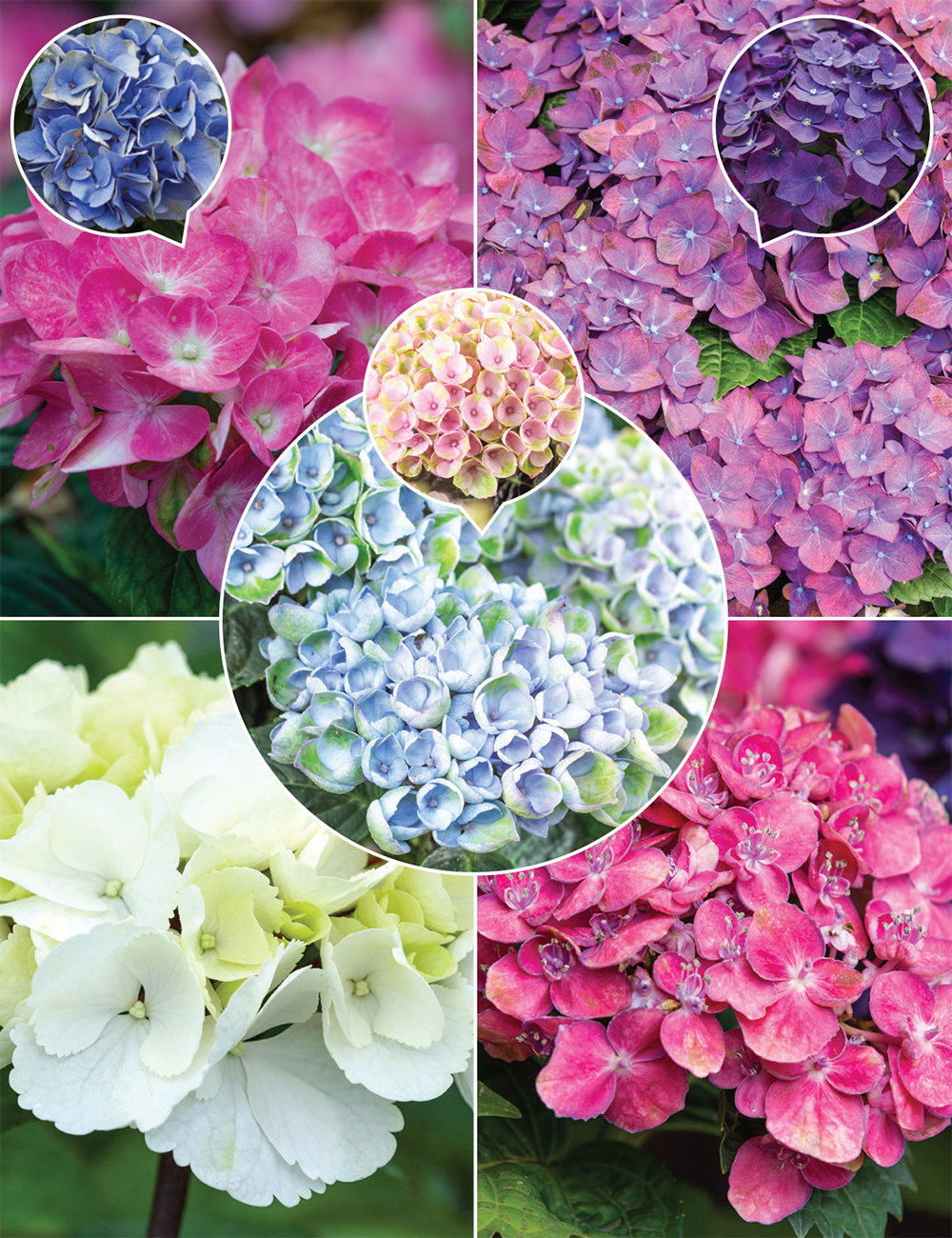 Hydrangeas (reduced) Collection