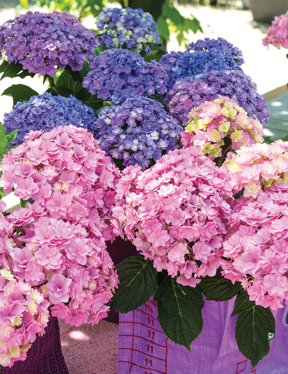 Double Hydrangea You and Me 'Desire'