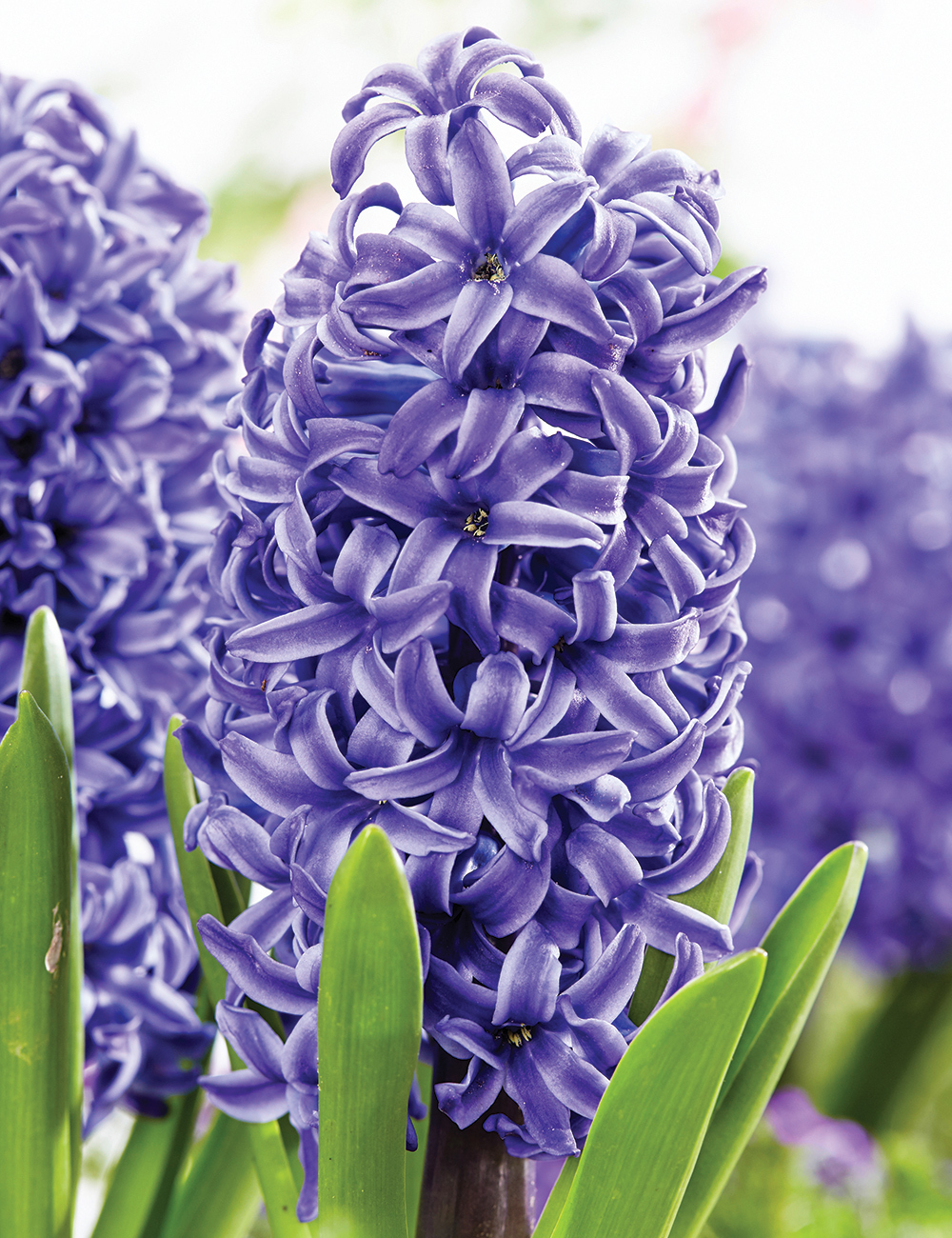 Potting Hyacinth 'Blue Pearl'