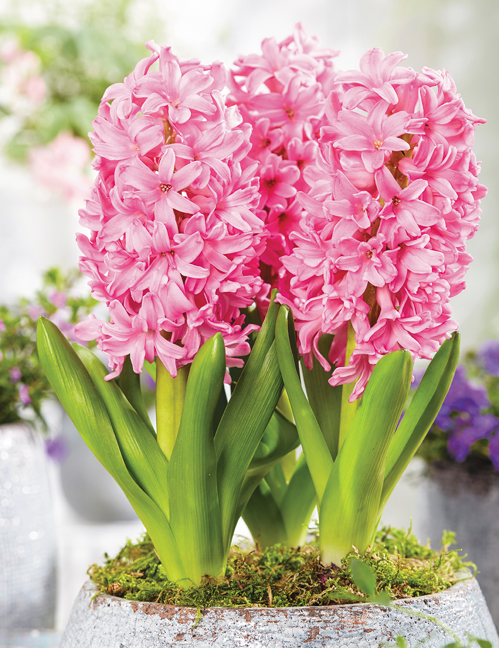 Potting Hyacinth 'Pink Pearl'