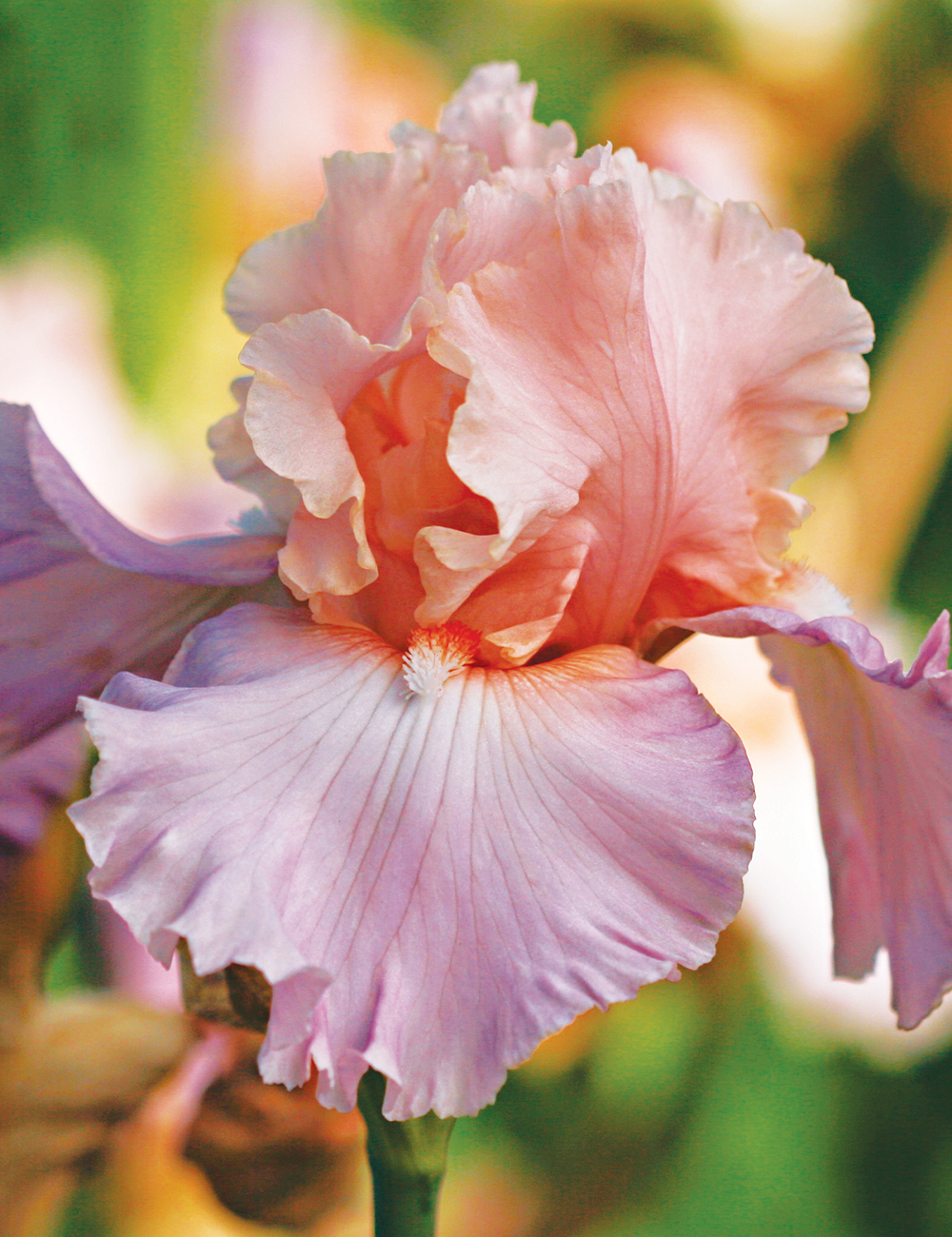 Bearded Iris 'Amiable'