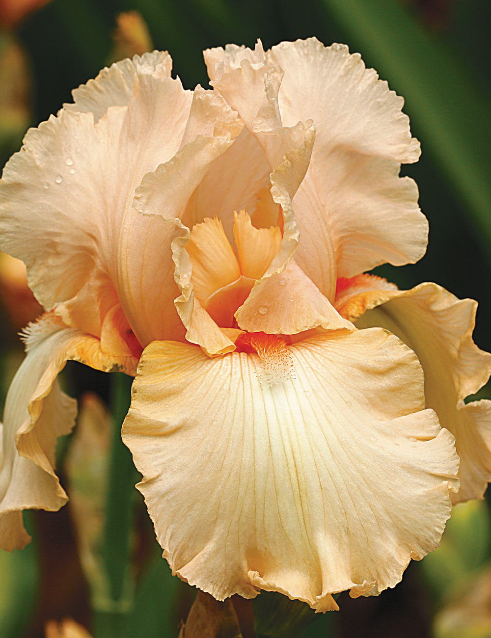 Bearded Iris 'Carved Cameo'
