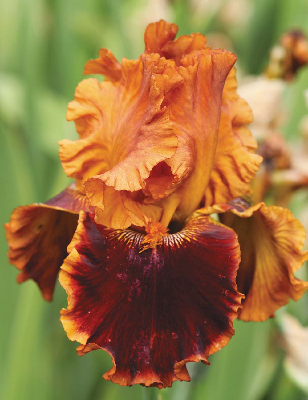Bearded Iris 'Copatonic'