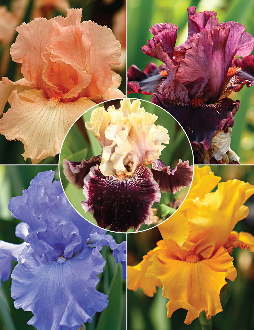 Bearded Iris 'Big and Bold' Collection