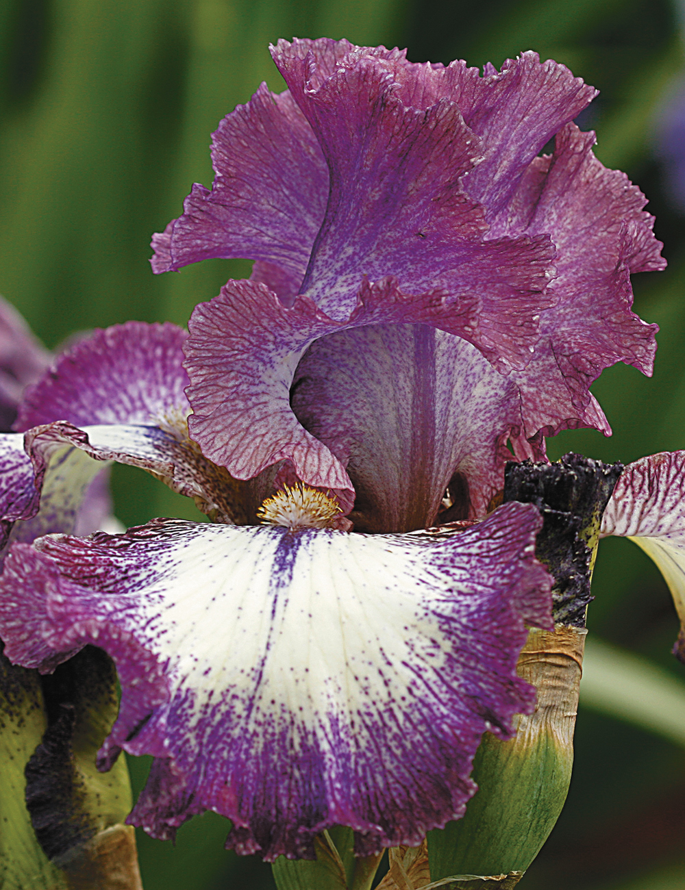 Bearded Iris French Gown