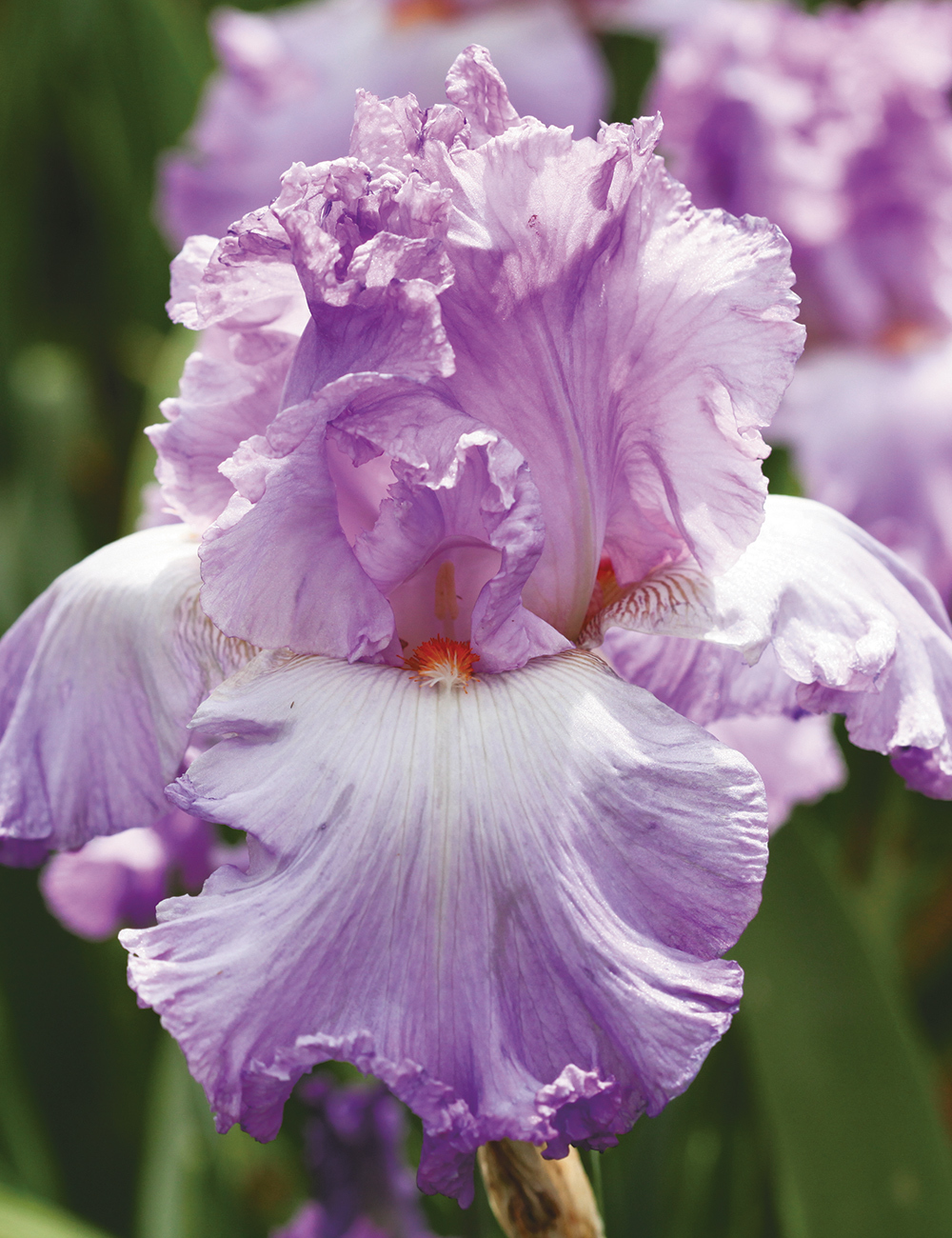 Bearded Iris 'Silk Romance'
