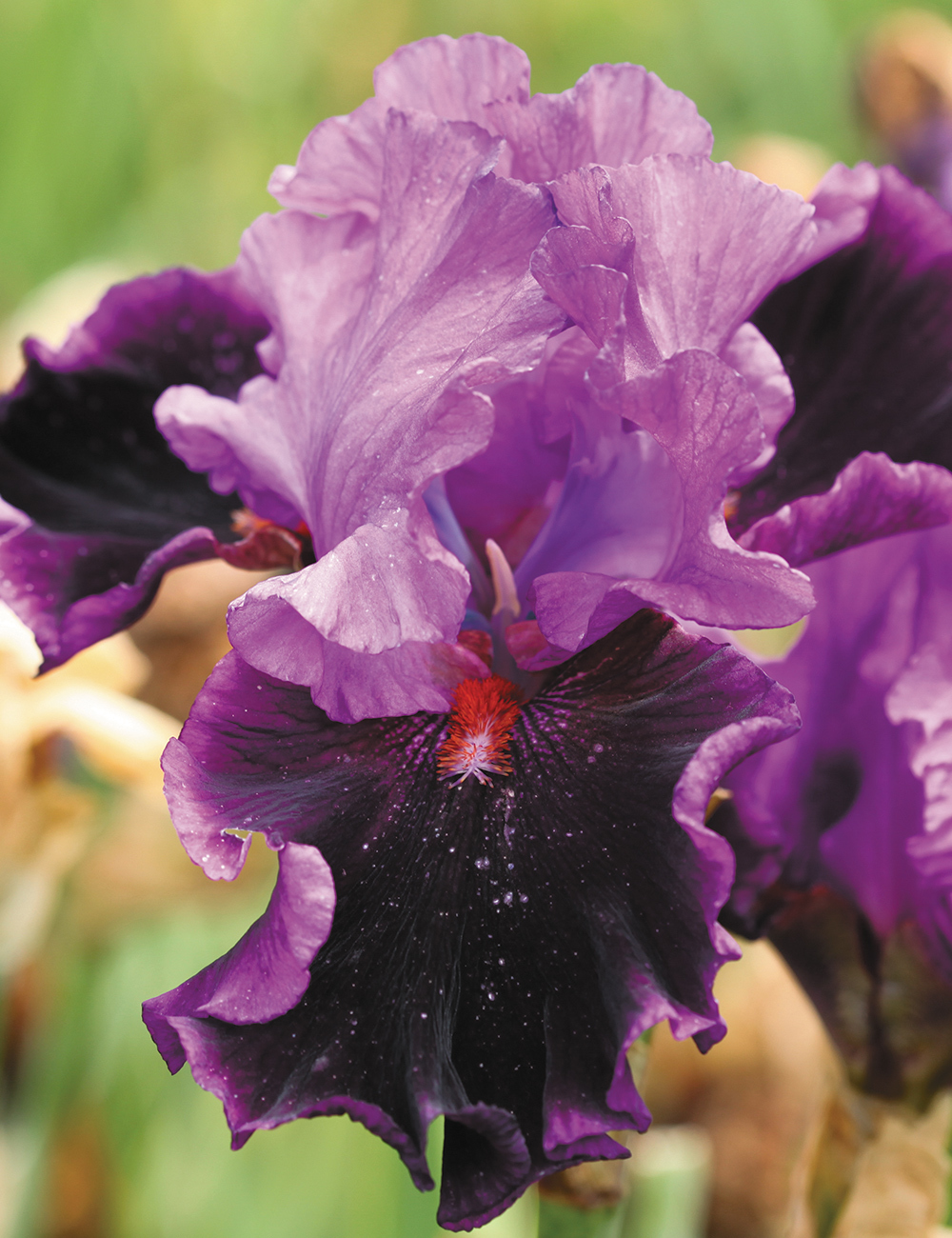 Bearded Iris Who's Your Daddy