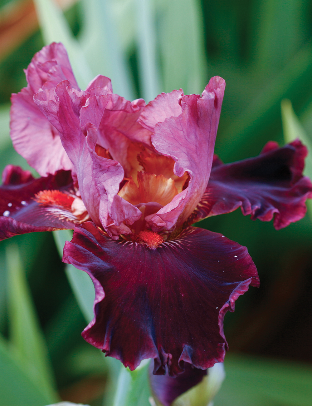Bearded Iris 'Wearing Rubies'