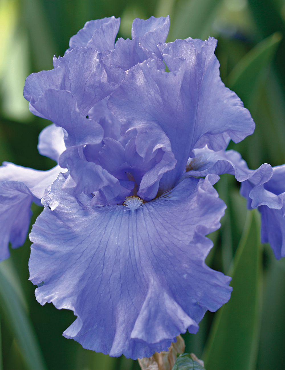 Bearded Iris 'Yaquina Blue'