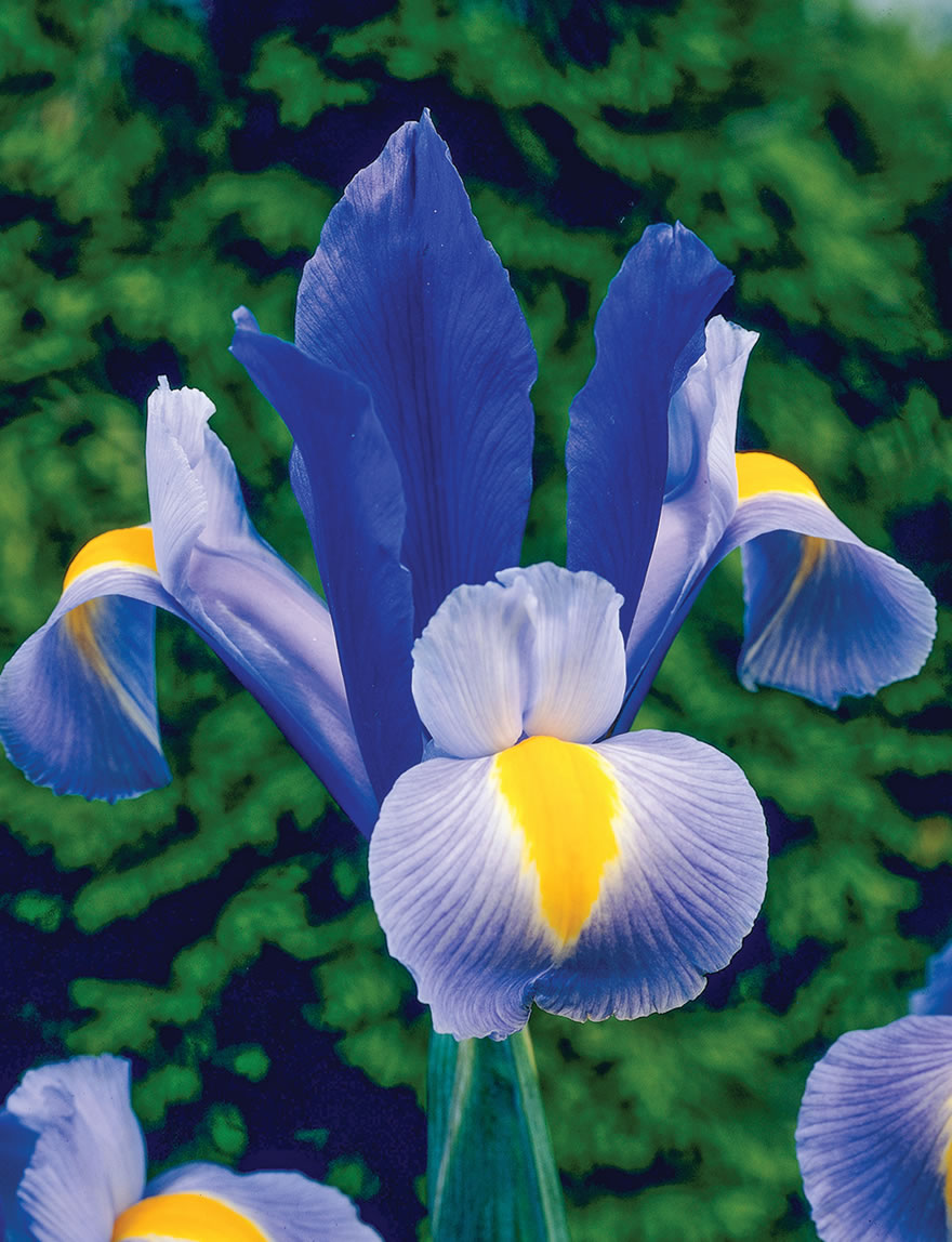 Dutch Iris Blue Sapphire