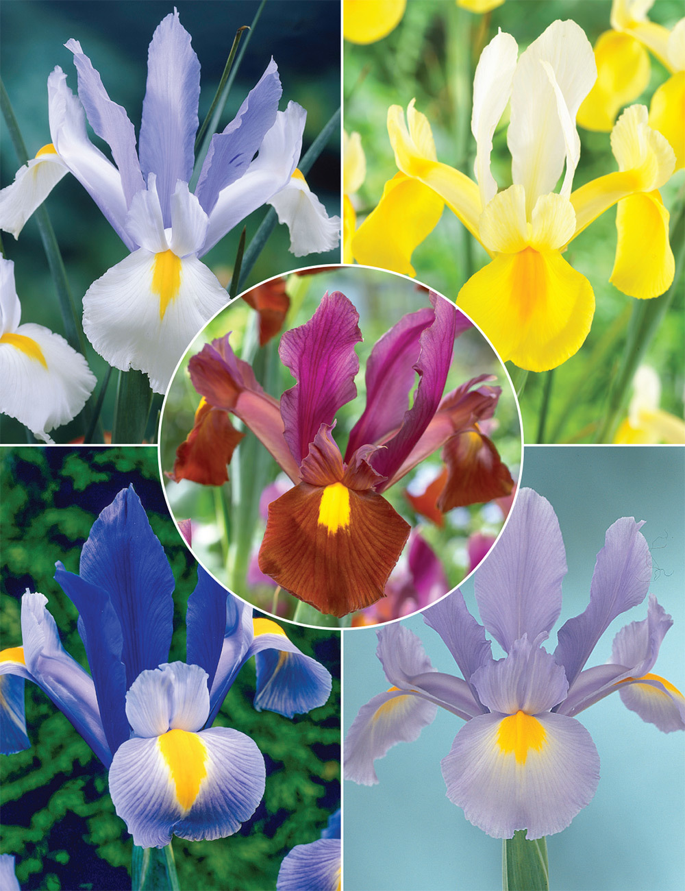 Dutch Iris (reduced) Collection