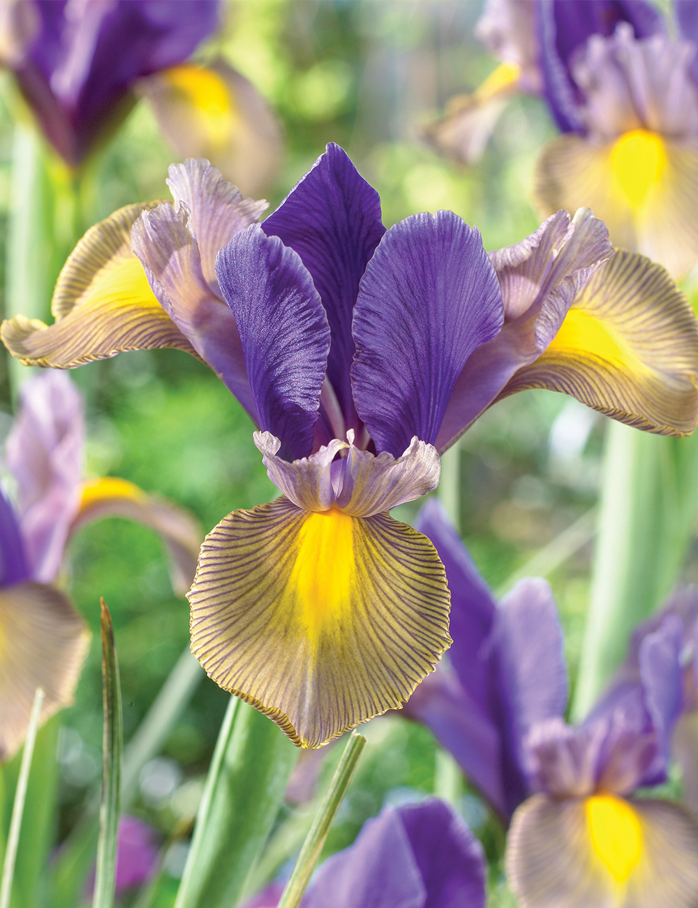 Dutch Iris 'Gypsy Beauty'
