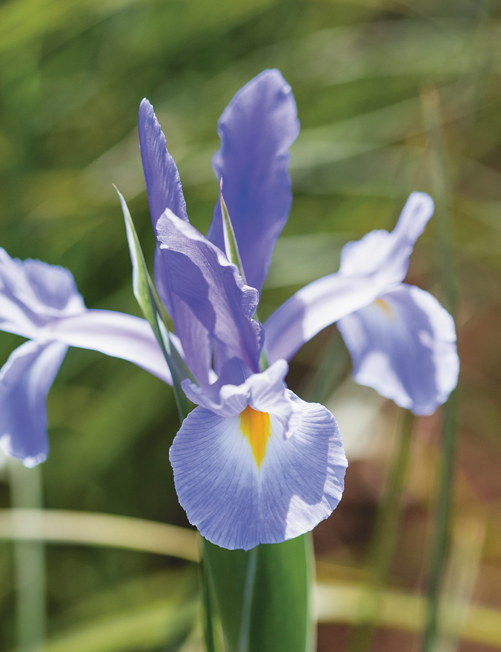 Dutch Iris Hildegarde