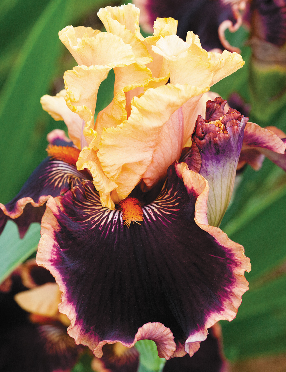 Bearded Iris 'Glamour Pants'