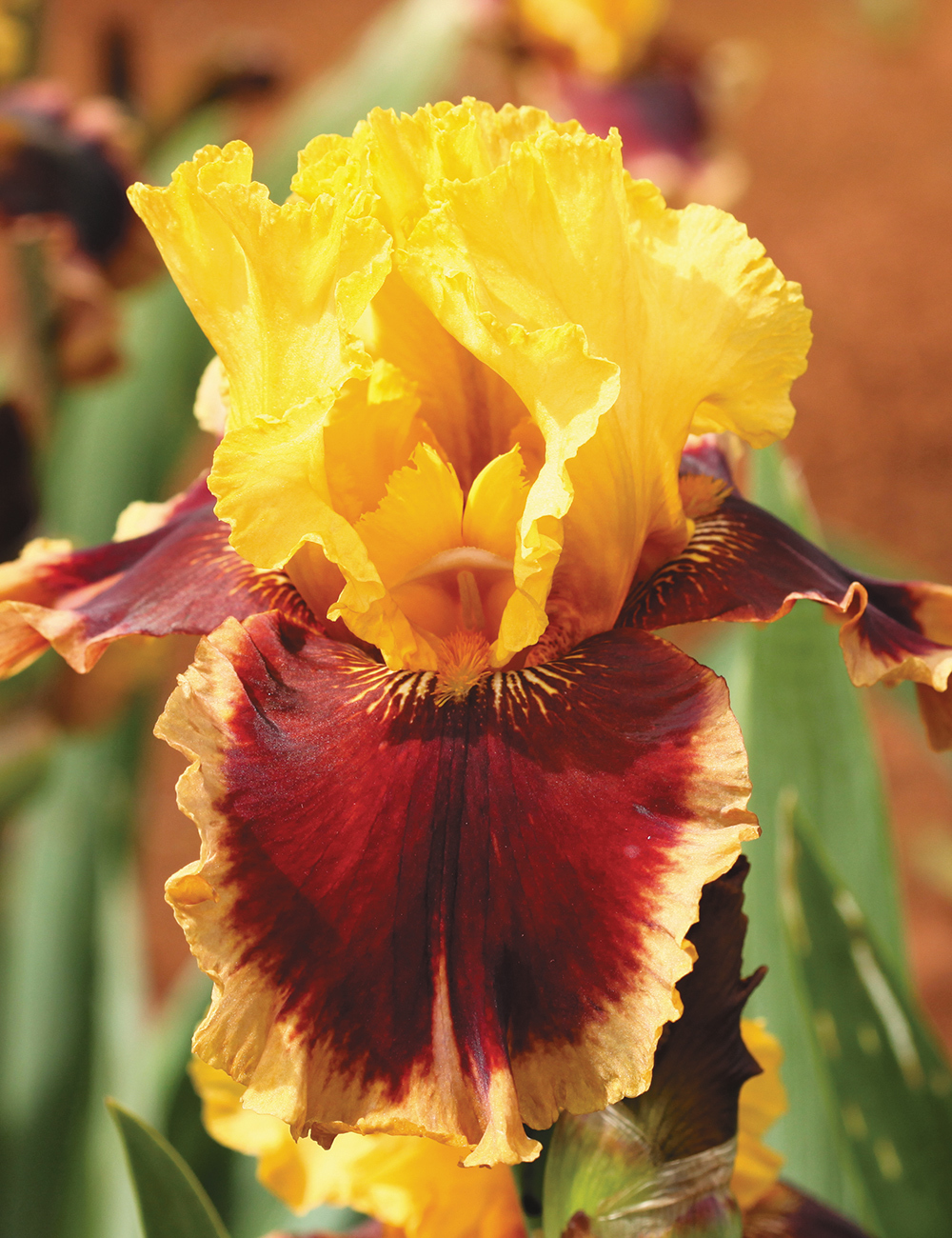 Bearded Iris 'Mastery'