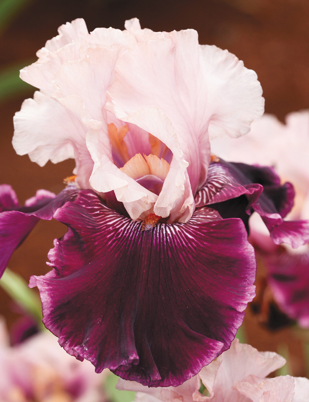 Bearded Iris 'Pure Romance'