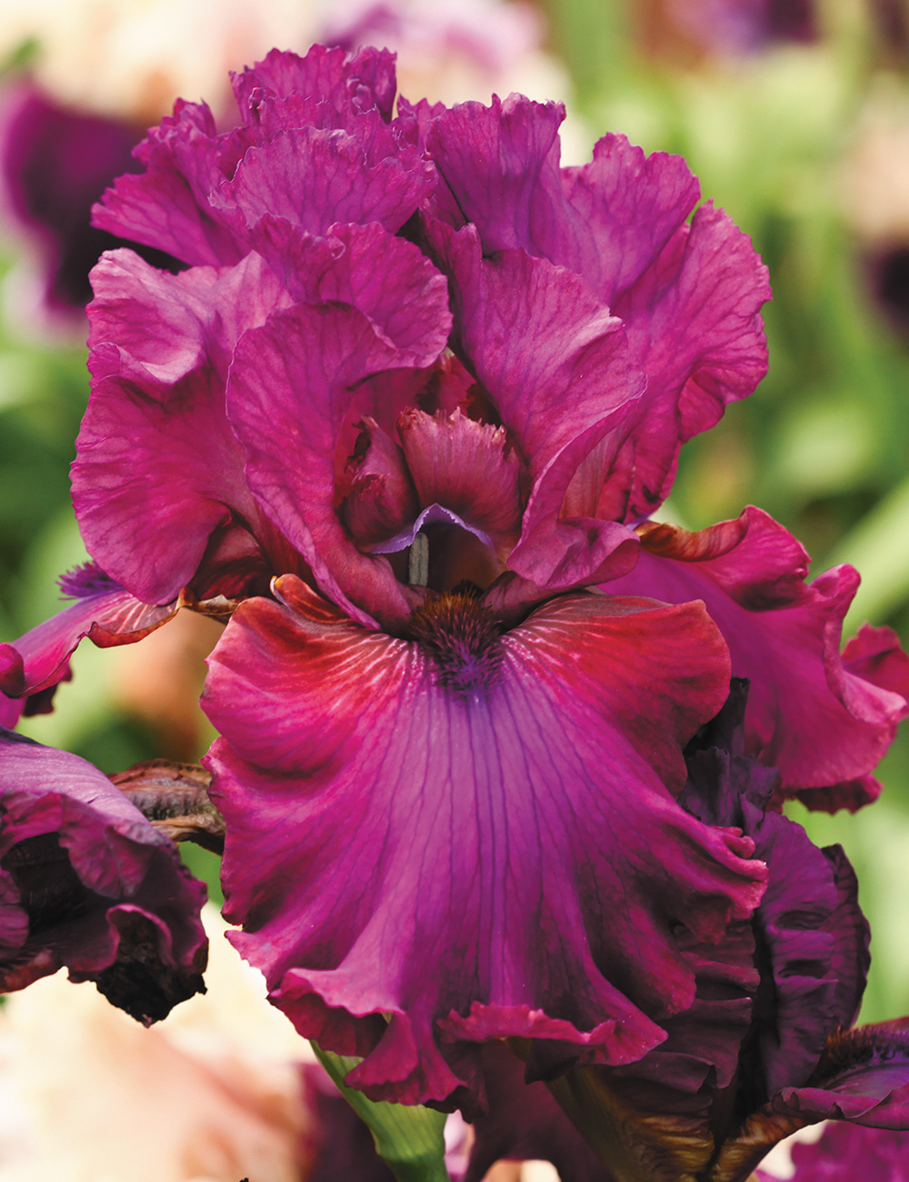 Bearded Iris 'Palace Symphony'