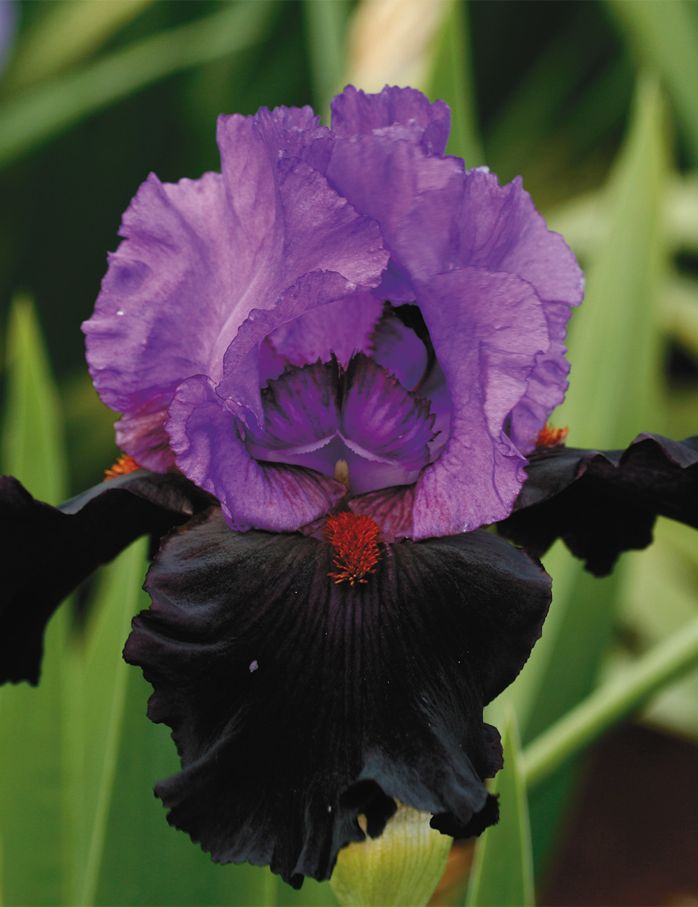 Bearded Iris 'Romantic Evening'